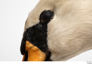 Mute swan eye 0004.jpg